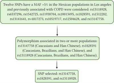 The SNP rs13147758 in the HHIP Gene Is Associated With COPD Susceptibility, Serum, and Sputum Protein Levels in Smokers